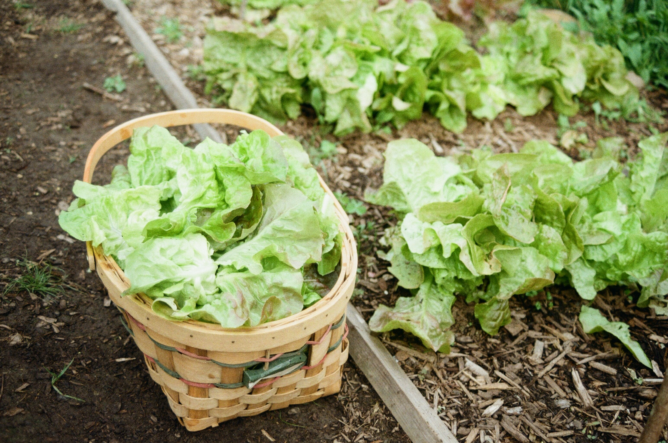 Skyline Woods property